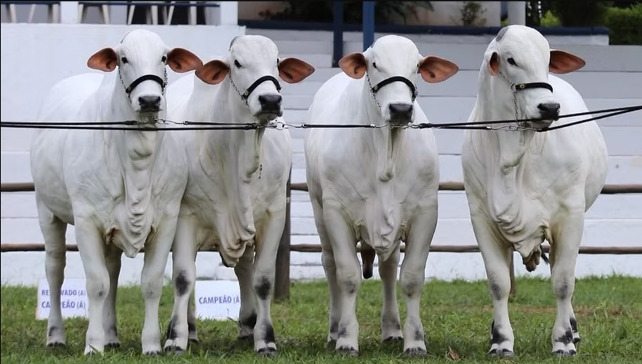 Expoagro 2026