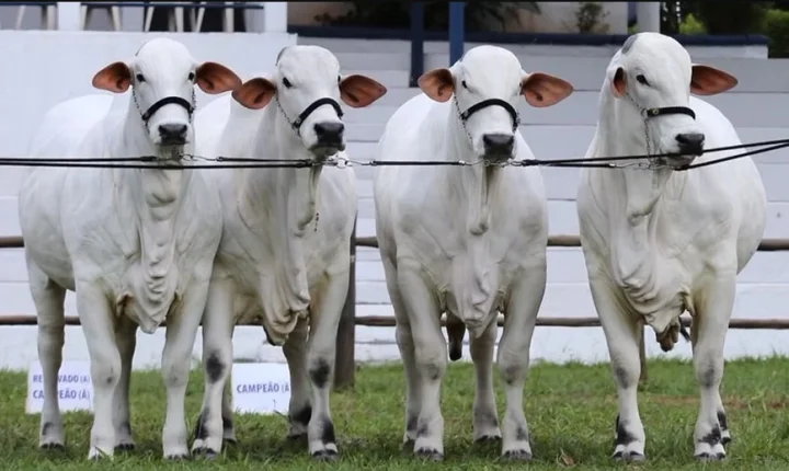 Expoagro 2026